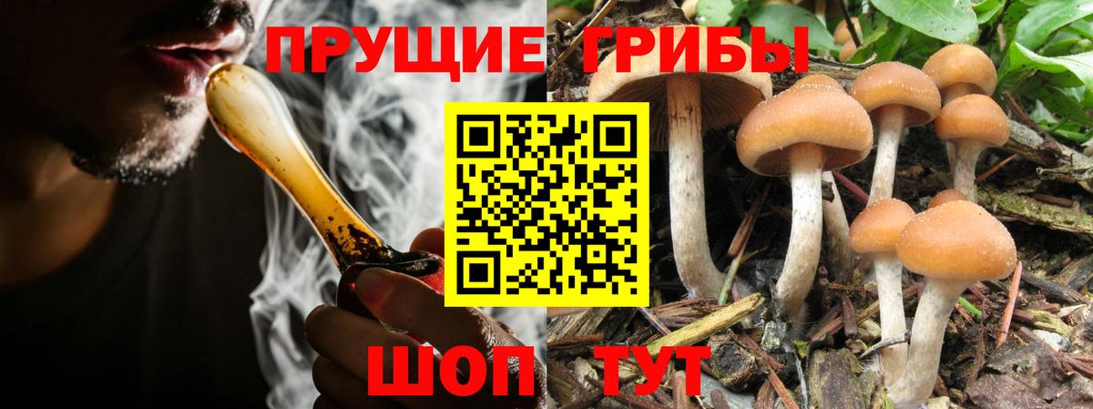 Коммунар  Галлюциногенные грибы MAGIC MUSHROOMS  Вход с VPN  Псилоцибиновые грибы Psilocybine cubensis 